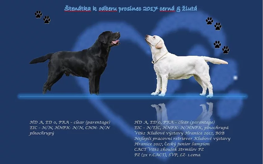 Labrador retriever žlutá štěňata